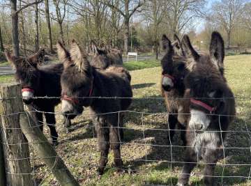 De schat van Château Holtmühle